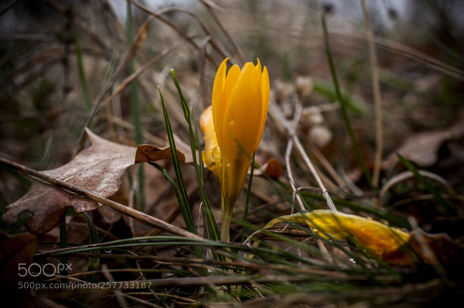 Sony Alpha DSLR-A350 sample photo. Untitled photography