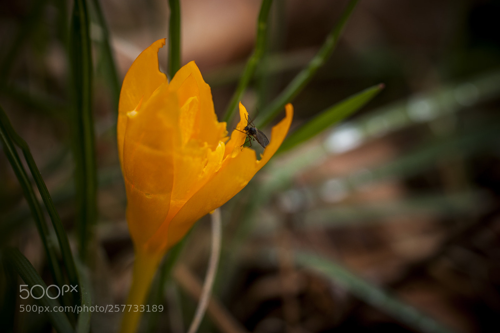Sony Alpha DSLR-A350 sample photo. Untitled photography