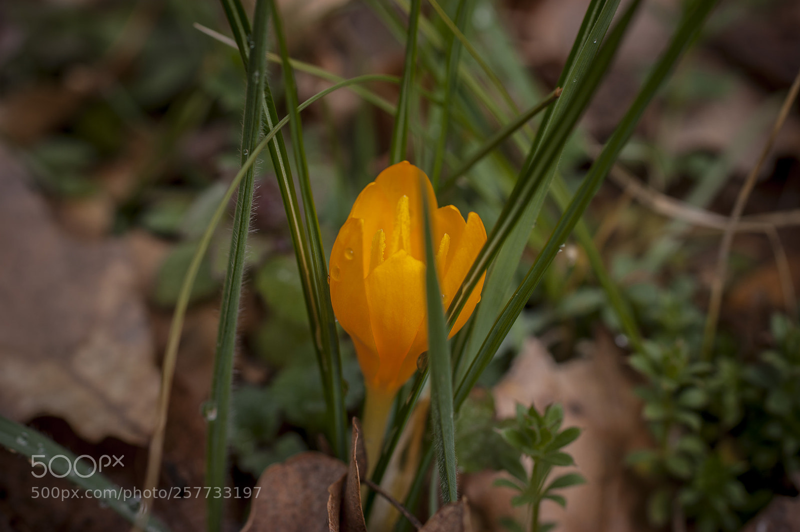 Sony Alpha DSLR-A350 sample photo. Untitled photography