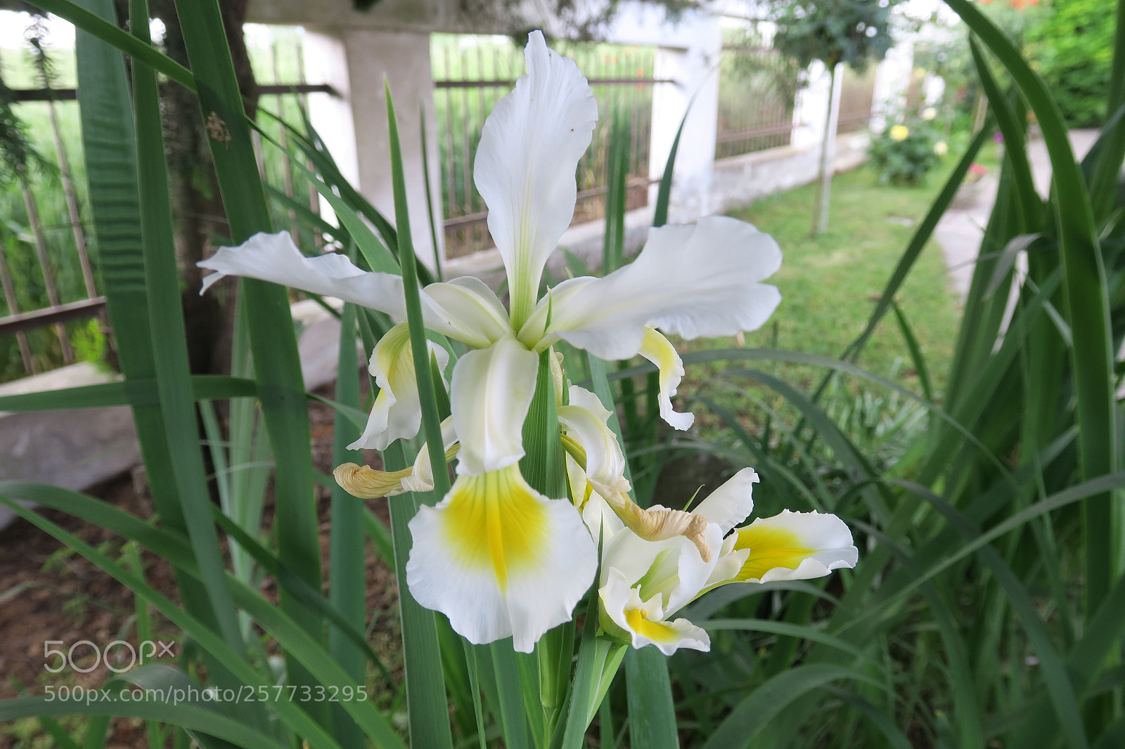 Canon PowerShot G3 X sample photo. Img iris 5338 photography