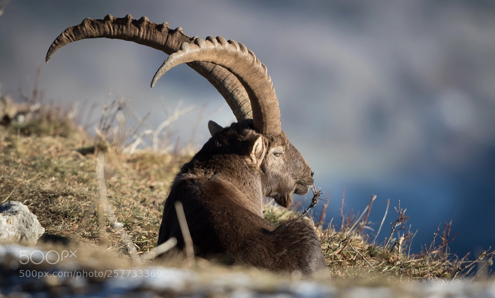 Canon EOS 7D Mark II sample photo. Ibex  photography