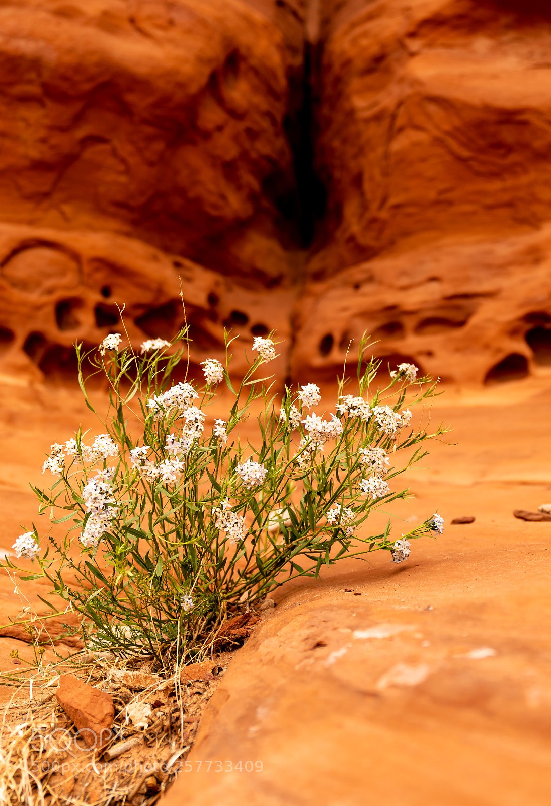 Canon EOS 5D Mark IV sample photo. Alone by the wall photography