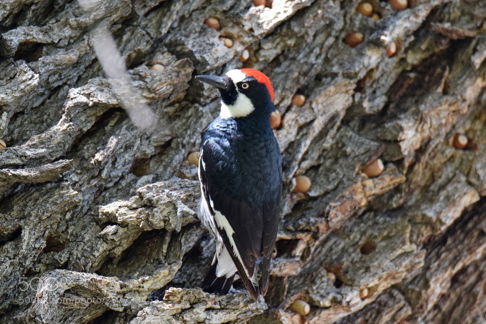 Nikon D5300 sample photo. Acorn woodpecker photography