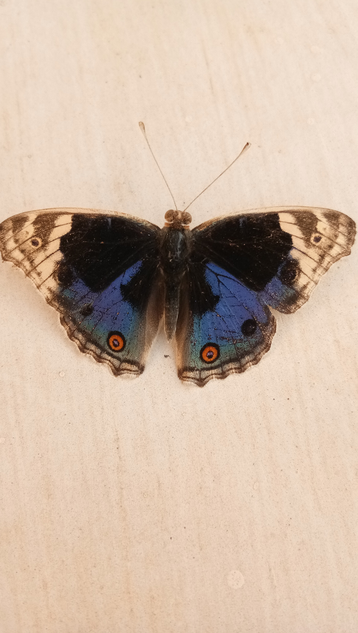 vivo 1601 sample photo