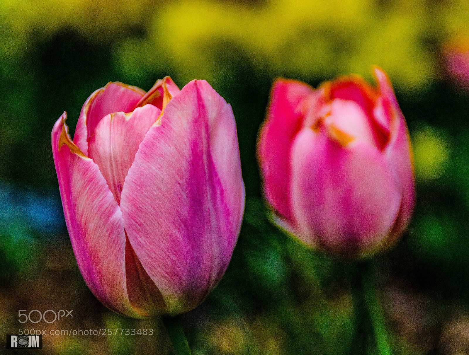 Nikon D7000 sample photo. Pink tulips photography
