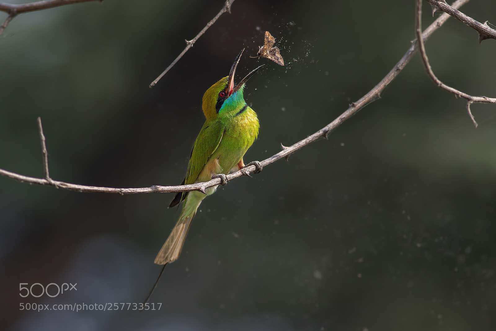 Canon EOS 7D Mark II sample photo. Green bee eater photography