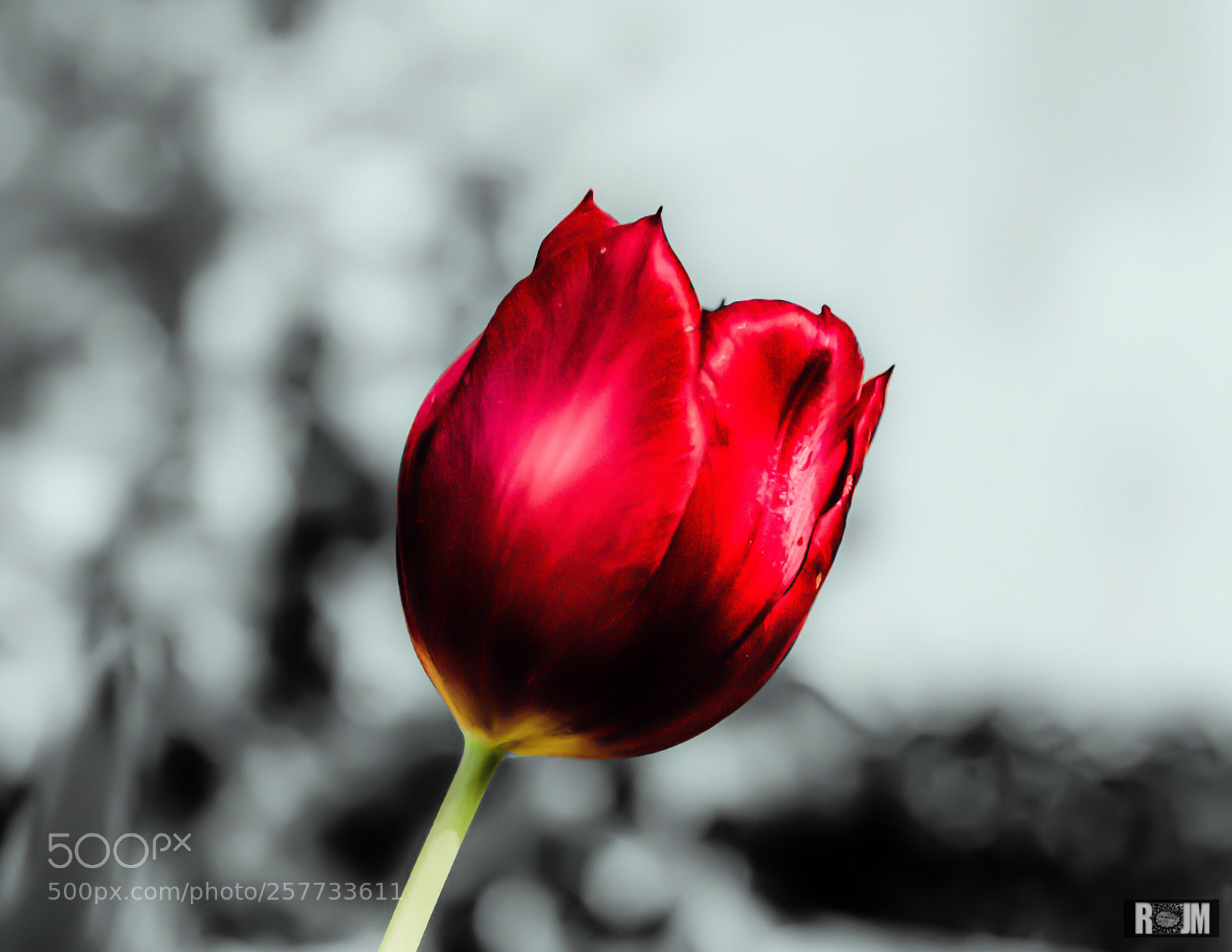 Nikon D7000 sample photo. Red tulip photography