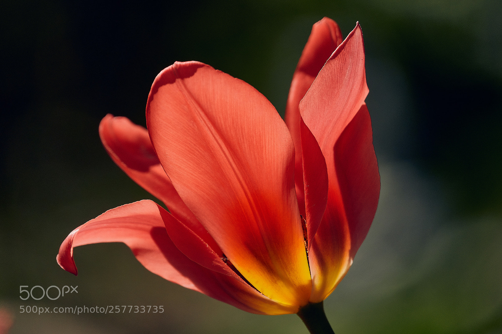 Sony Cyber-shot DSC-RX10 IV sample photo. Tulip and sunshine photography