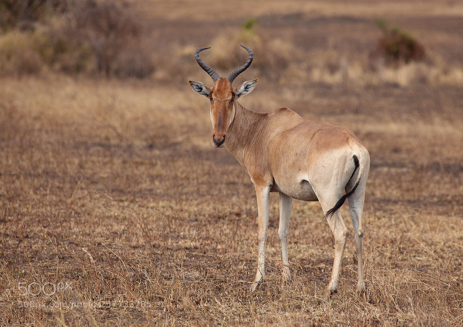 Canon EOS 5D Mark II sample photo. Hartebeest (alcelaphus bucephalus) photography