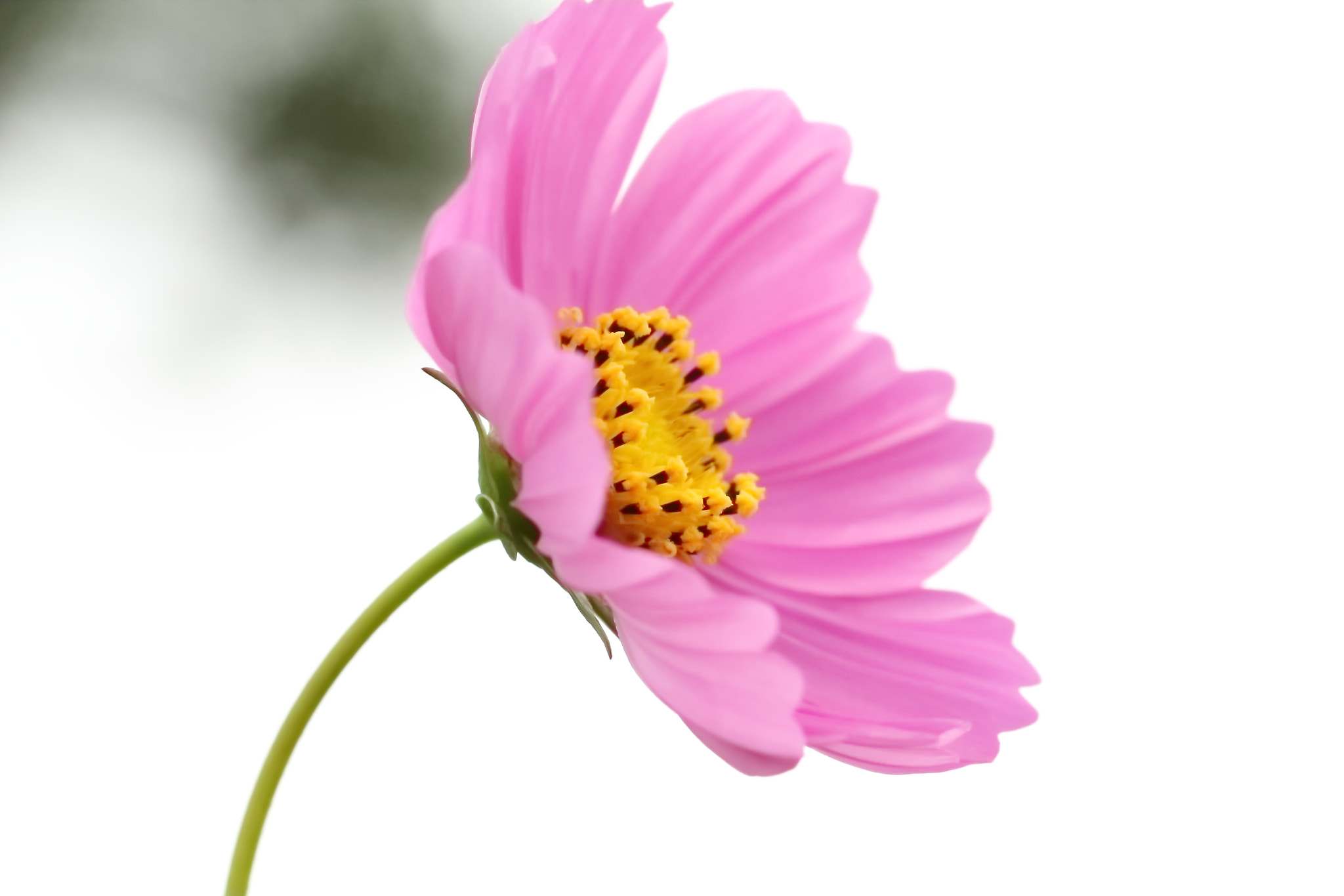 Canon EF 100mm F2.8L Macro IS USM sample photo. 大波斯菊 photography