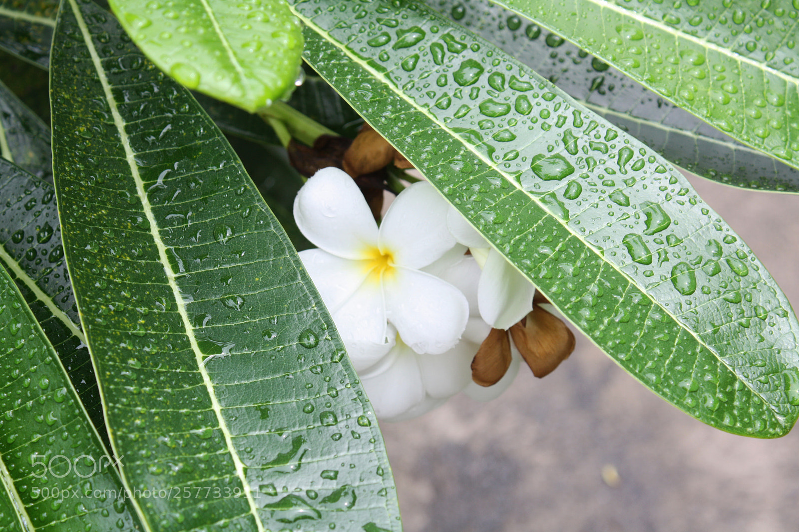 Canon EOS 450D (EOS Rebel XSi / EOS Kiss X2) sample photo. Flower after rain photography