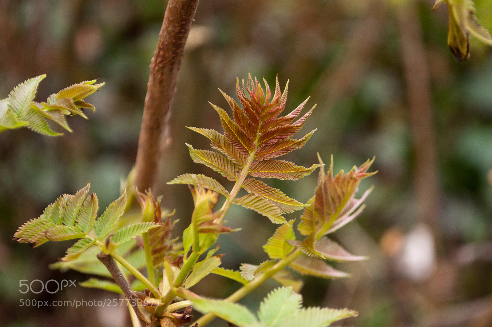 Nikon D90 sample photo. New leaves photography