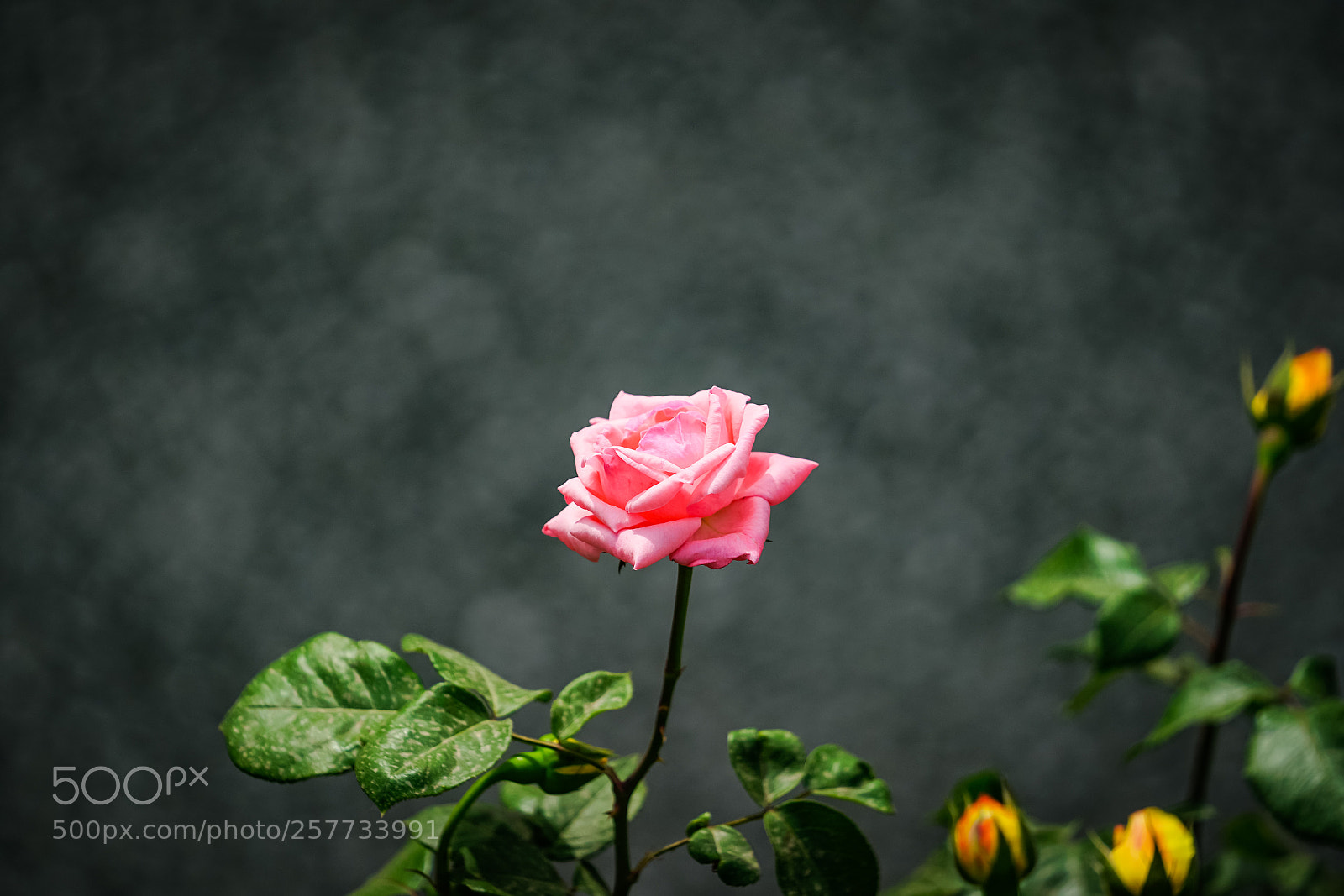 Sony a7R II sample photo. Flower photography