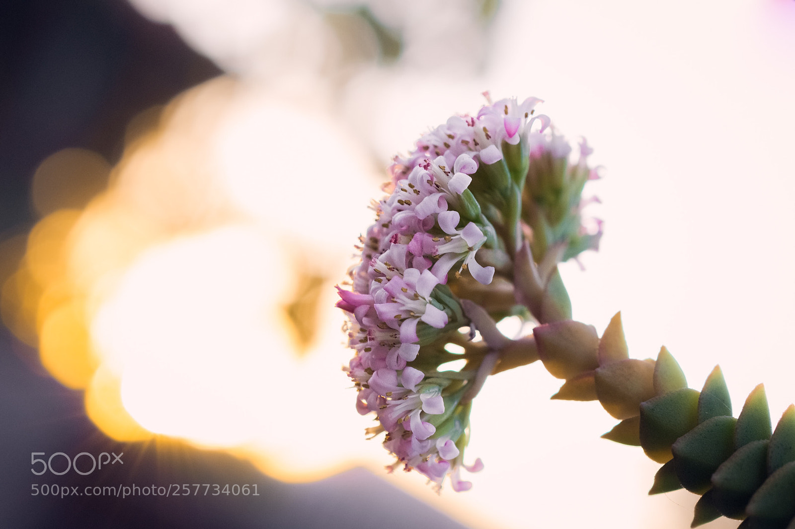 Nikon D5200 sample photo. Beautiful flower at sunset  photography