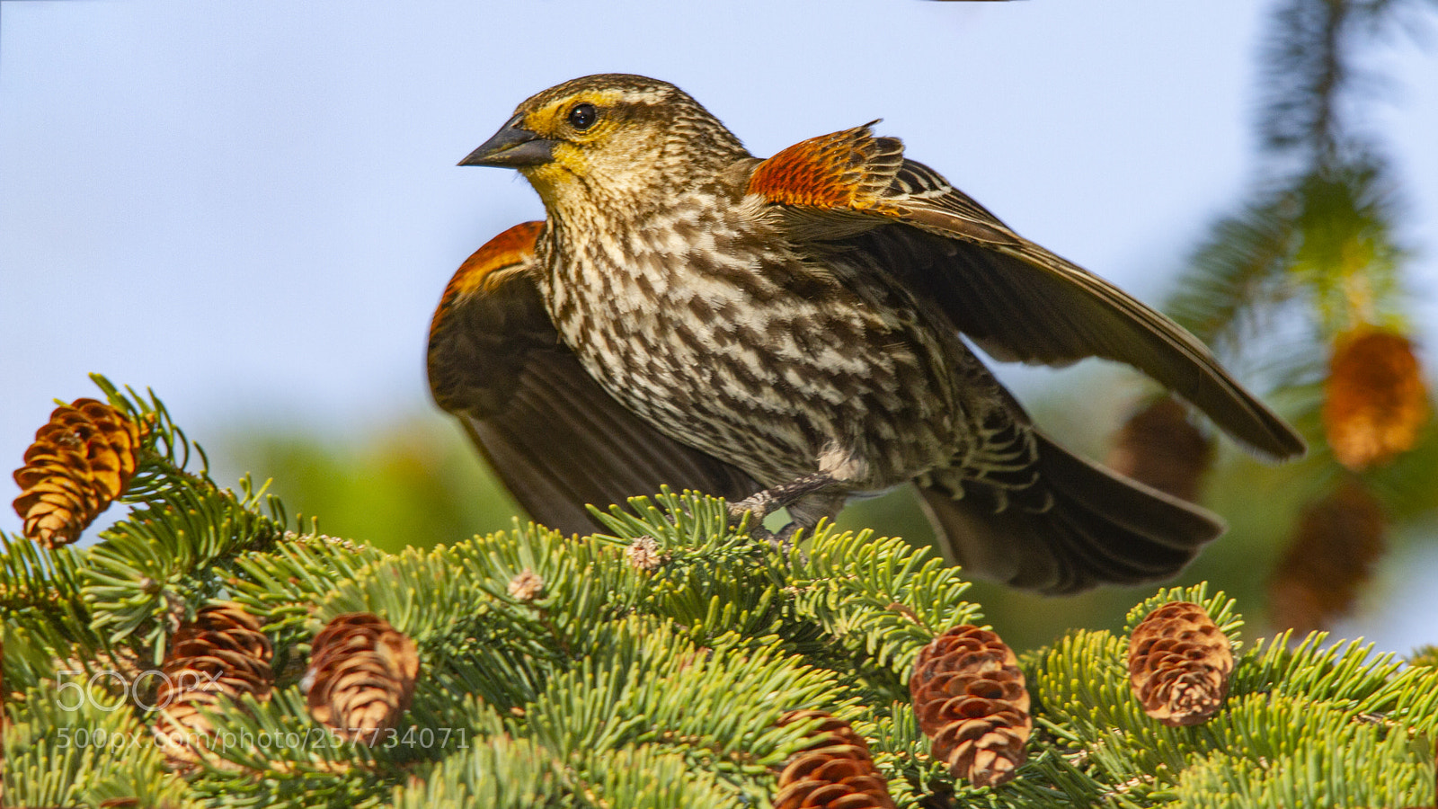 Canon EOS 7D sample photo. Female redwing blackbird photography