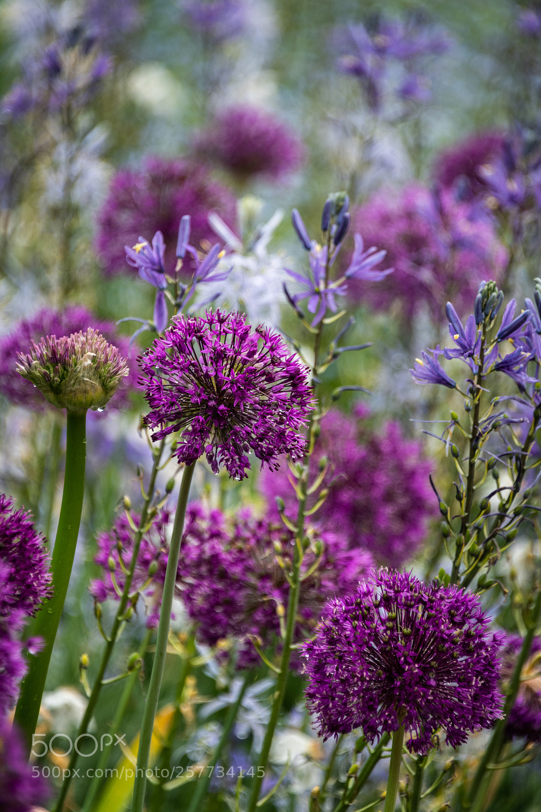 Nikon D850 sample photo. Allium photography