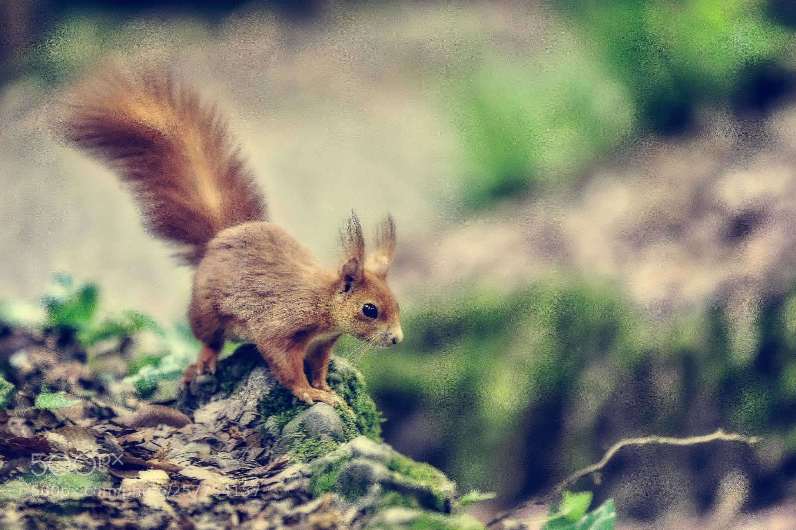 Canon EOS 7D Mark II sample photo. Red squirrell photography