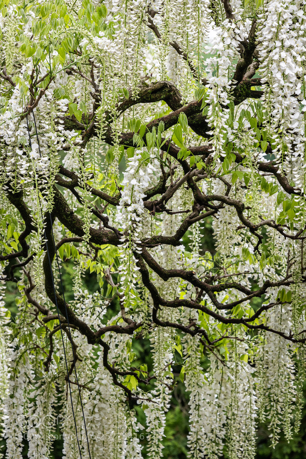 Nikon D850 sample photo. White wisteria photography