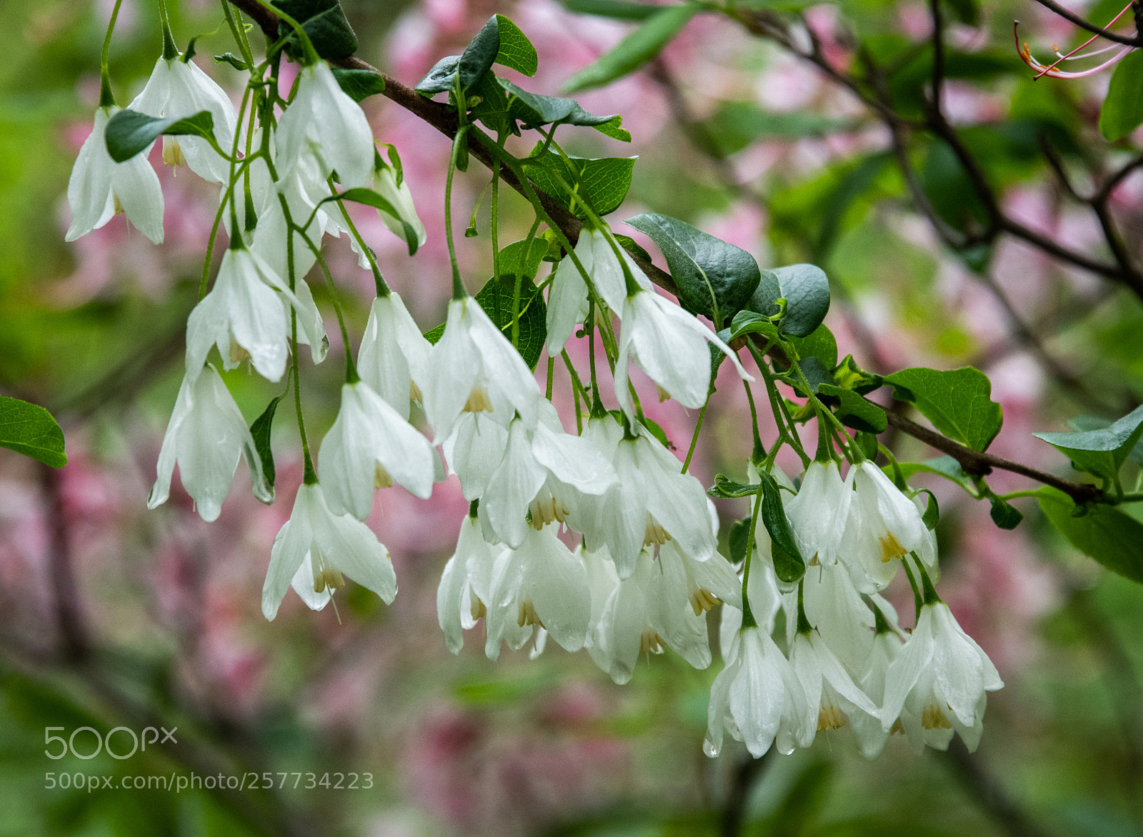 Nikon D850 sample photo. Silverbell photography