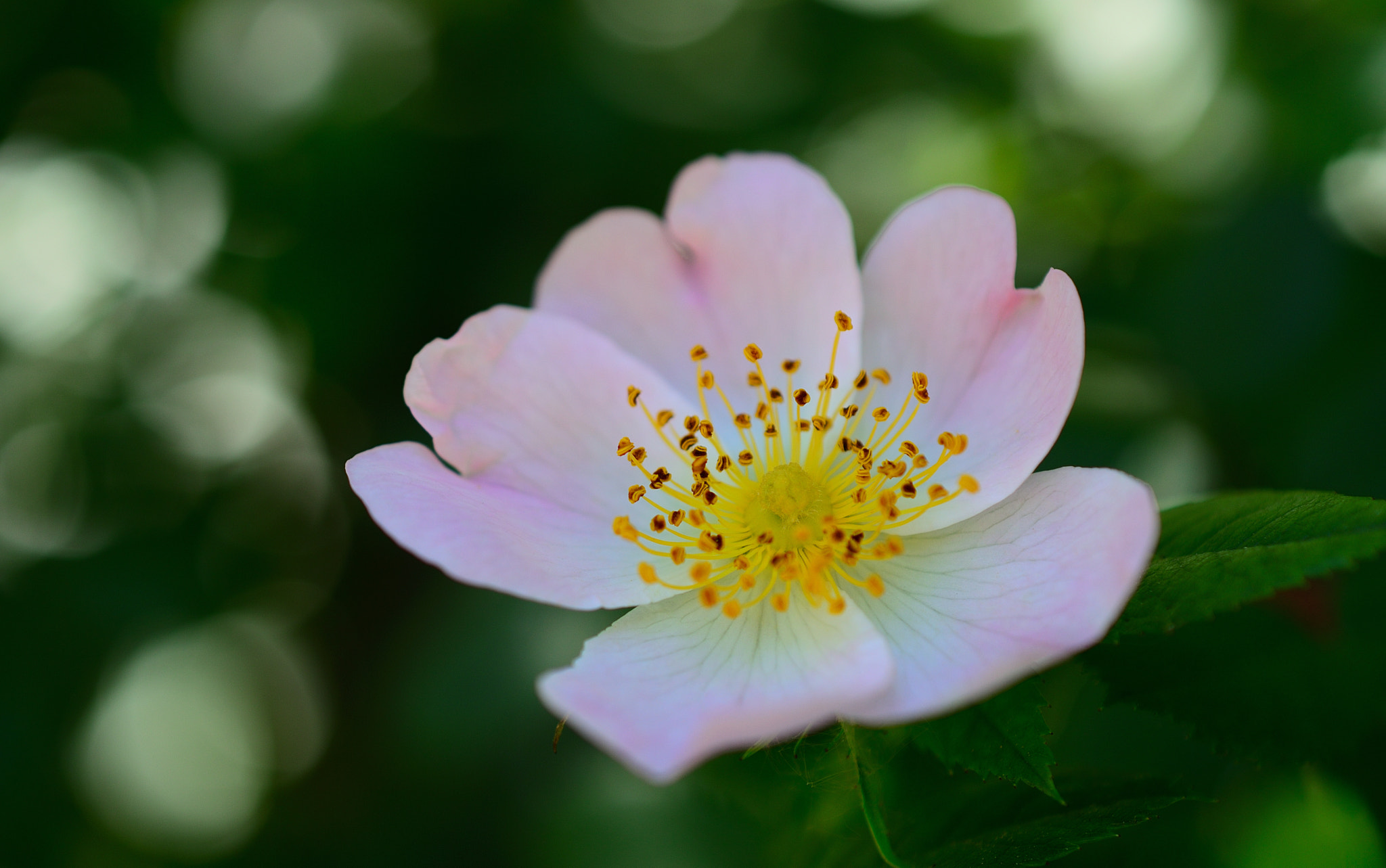 Nikon AF-S DX Micro Nikkor 40mm F2.8 sample photo. * rose * photography