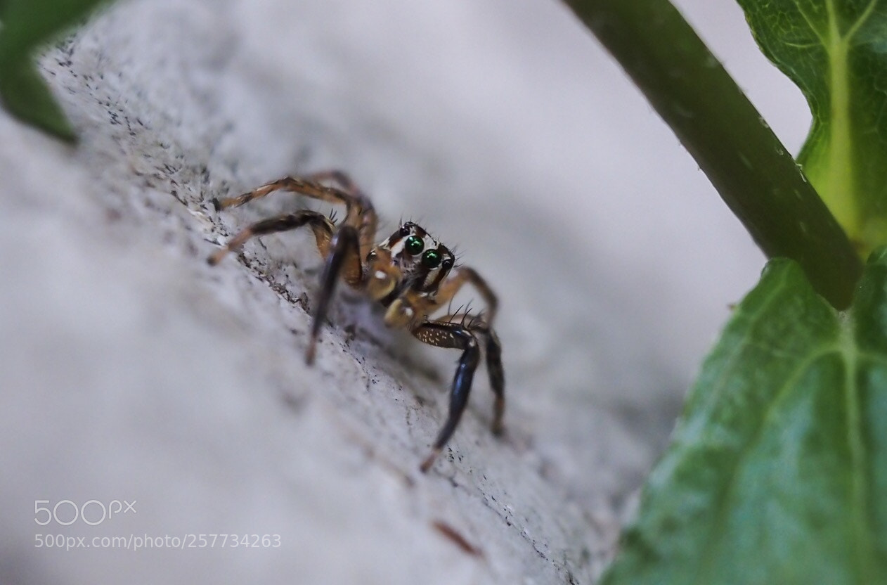 Olympus OM-D E-M5 sample photo. Spider photography