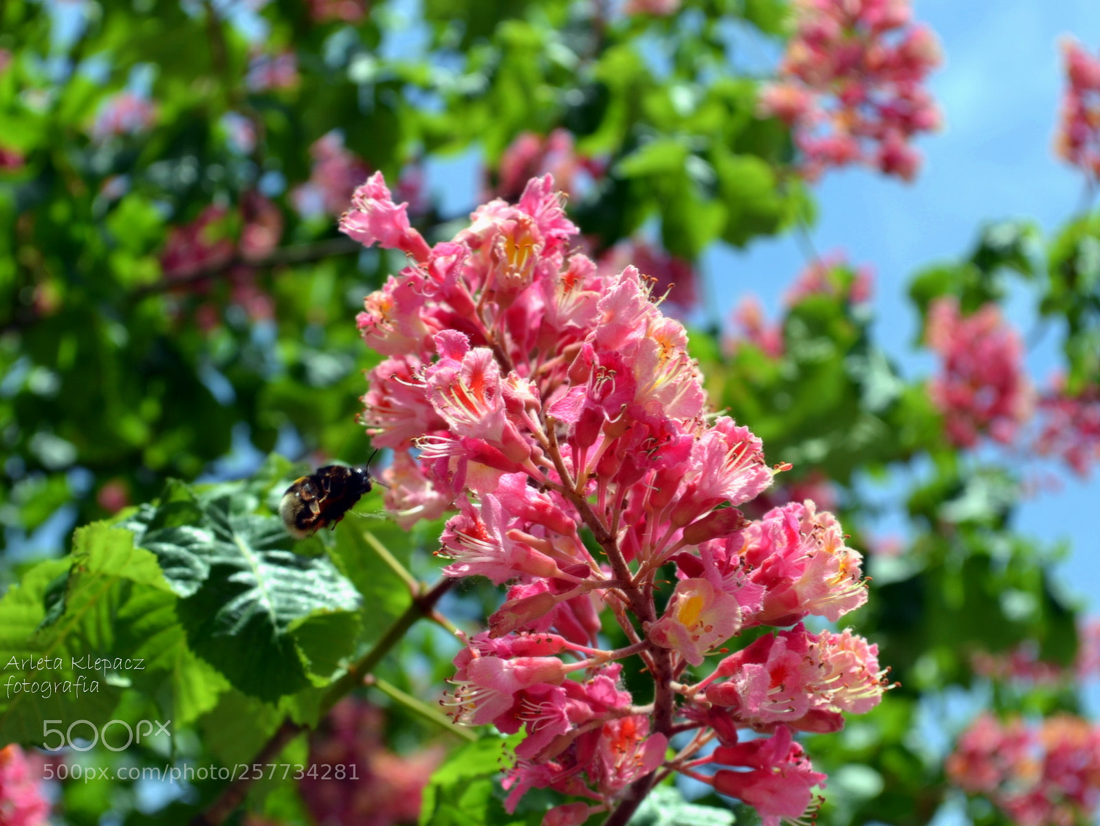 Nikon D3100 sample photo. Flowers photography