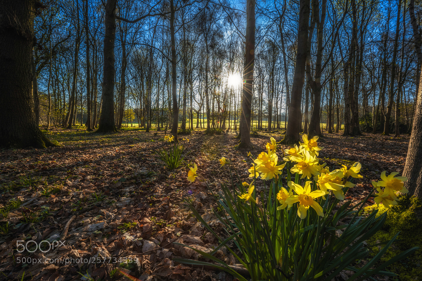 Nikon D750 sample photo. Daffodils in the forest photography
