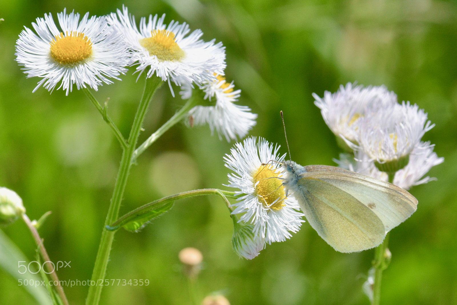 Nikon D7100 sample photo. Cabbage butterfly photography