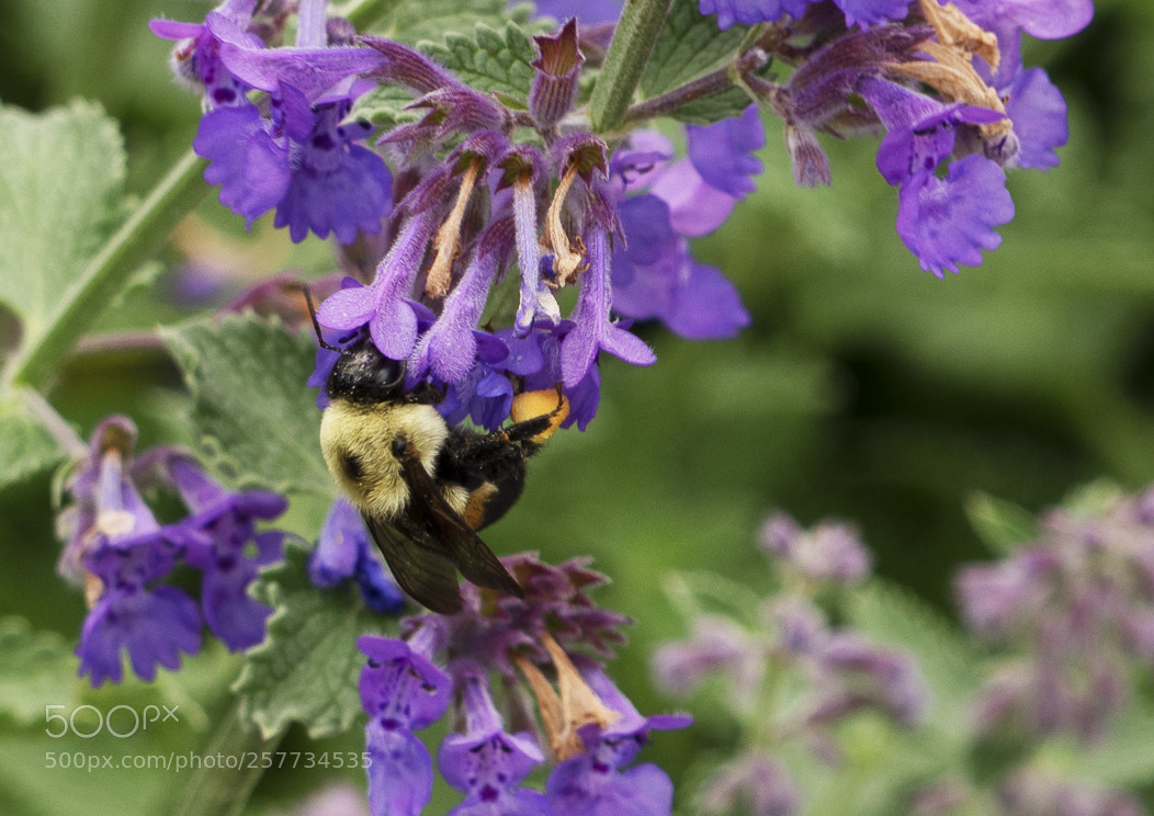 Sony a7R III sample photo. Carpenter bee photography