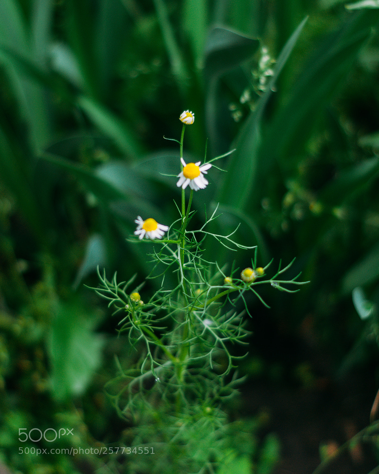 Sony Alpha DSLR-A390 sample photo. Сhamomile photography
