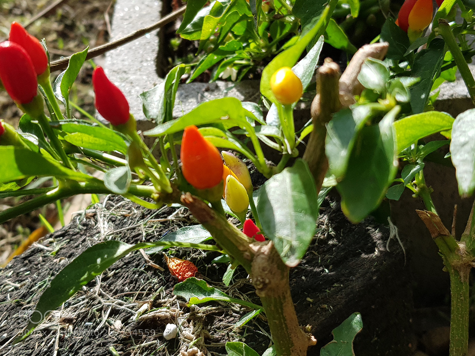 Samsung Galaxy S8 sample photo. Ajies mala palabra photography