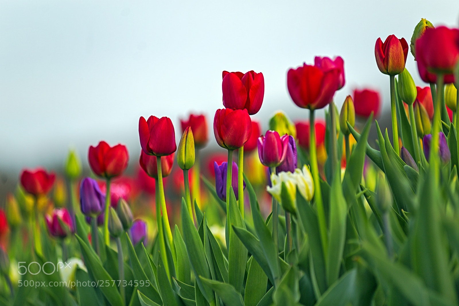 Canon EOS 6D sample photo. Wicked tulips photography