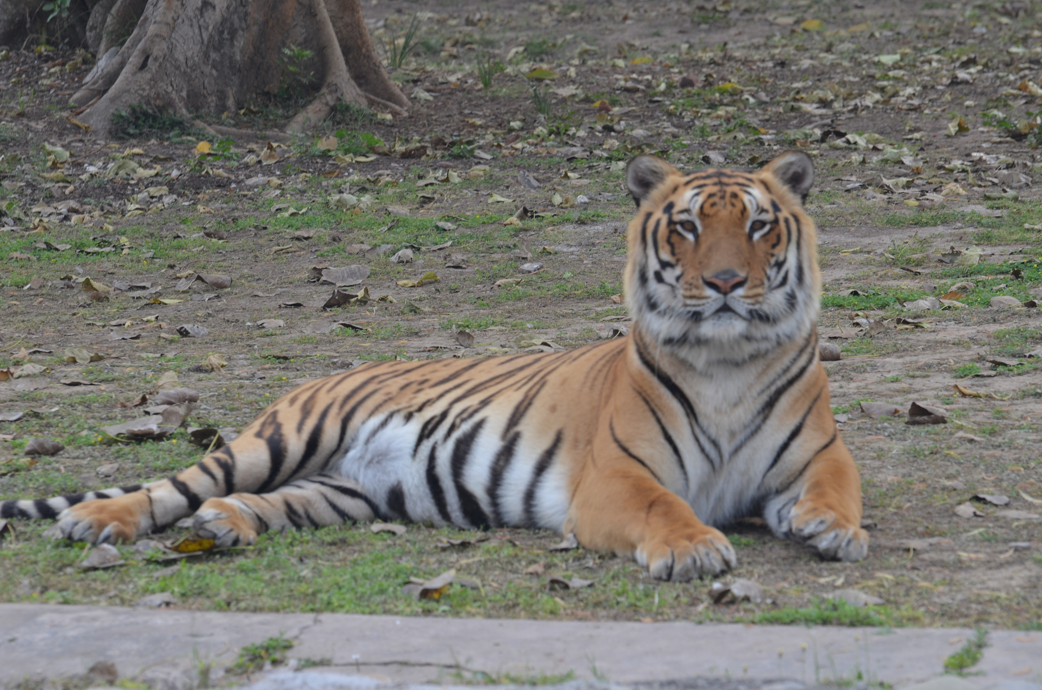 Nikon D5100 sample photo. Majestic royal bengal tiger dsc photography