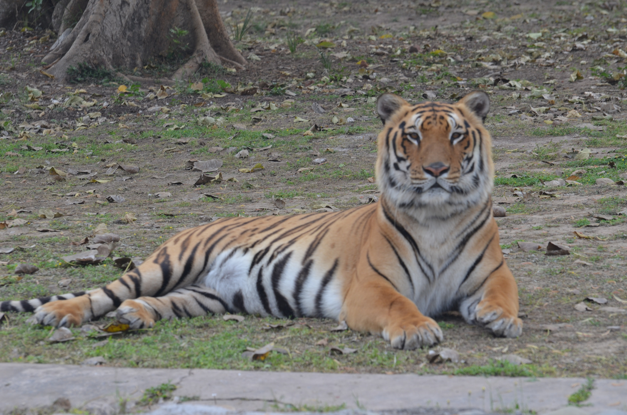 Nikon D5100 + Nikon AF-S Nikkor 70-300mm F4.5-5.6G VR sample photo. Majestic royal bengal tiger dsc photography