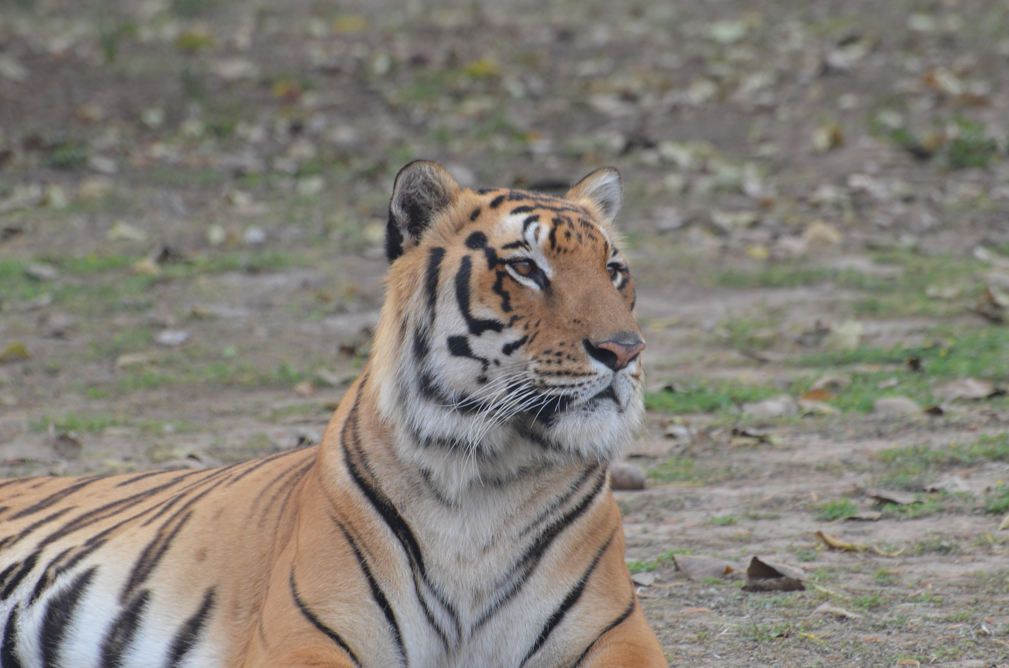 Nikon D5100 sample photo. Majestic royal bengal tiger dsc photography