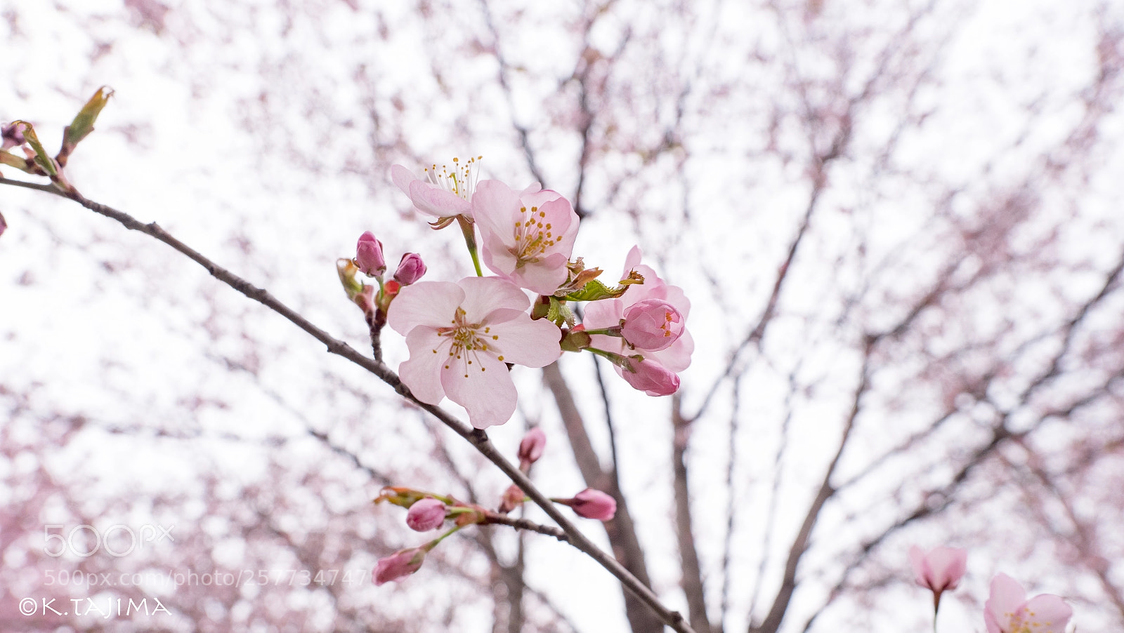 Olympus OM-D E-M1 Mark II sample photo. One sakura. photography
