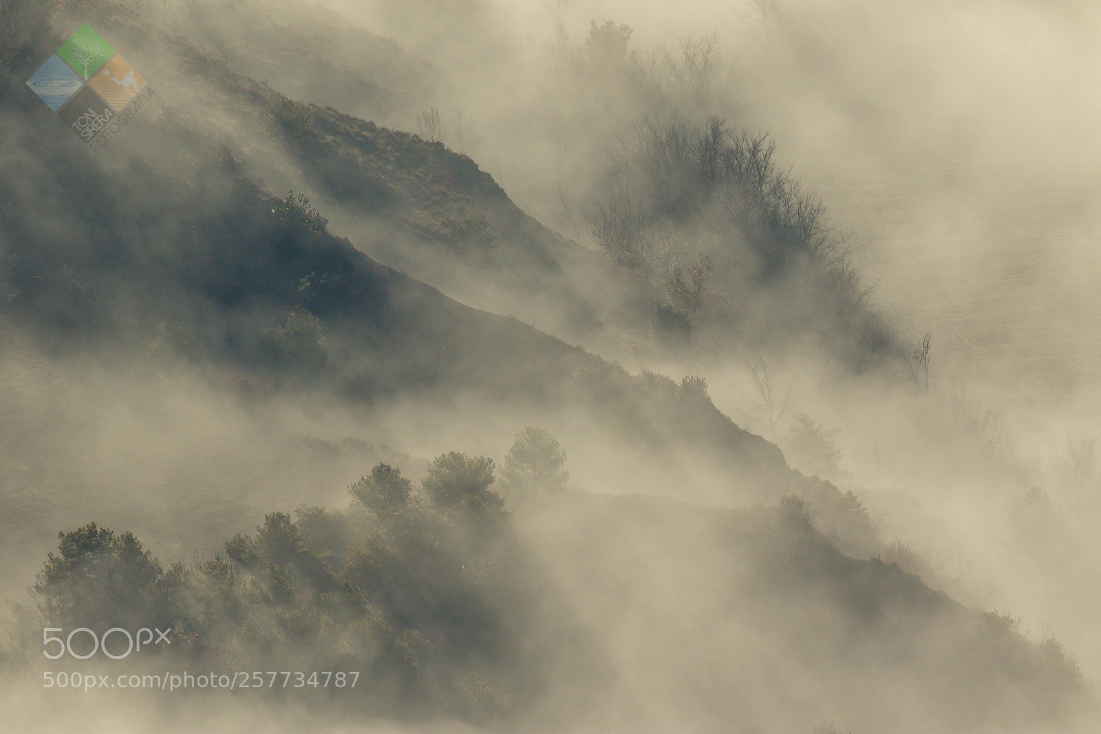 Canon EOS 7D Mark II sample photo. Fog photography