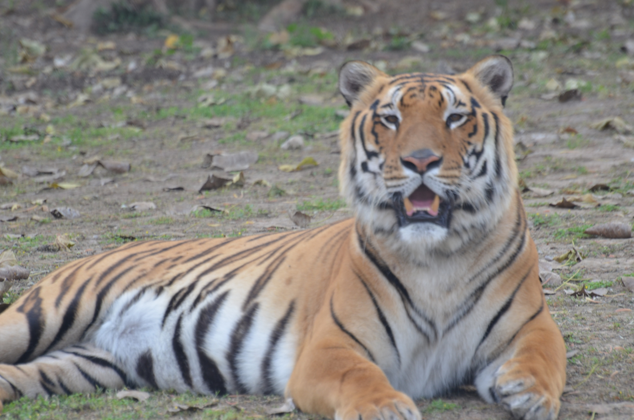 Nikon D5100 sample photo. Majestic royal bengal tiger dsc photography