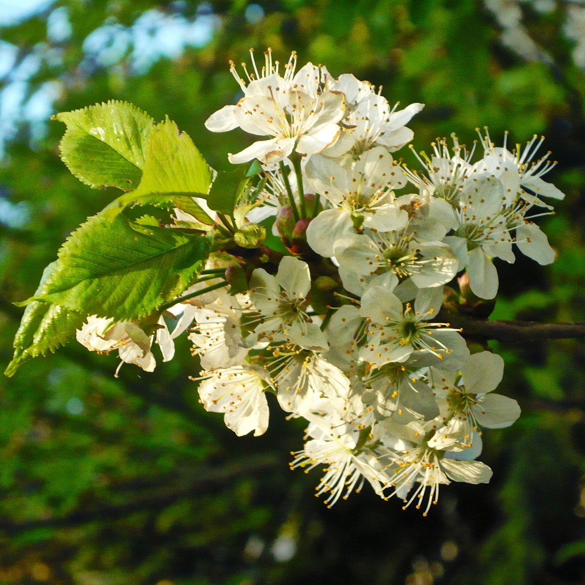 Panasonic Lumix DMC-LS80 sample photo. White blossoms photography