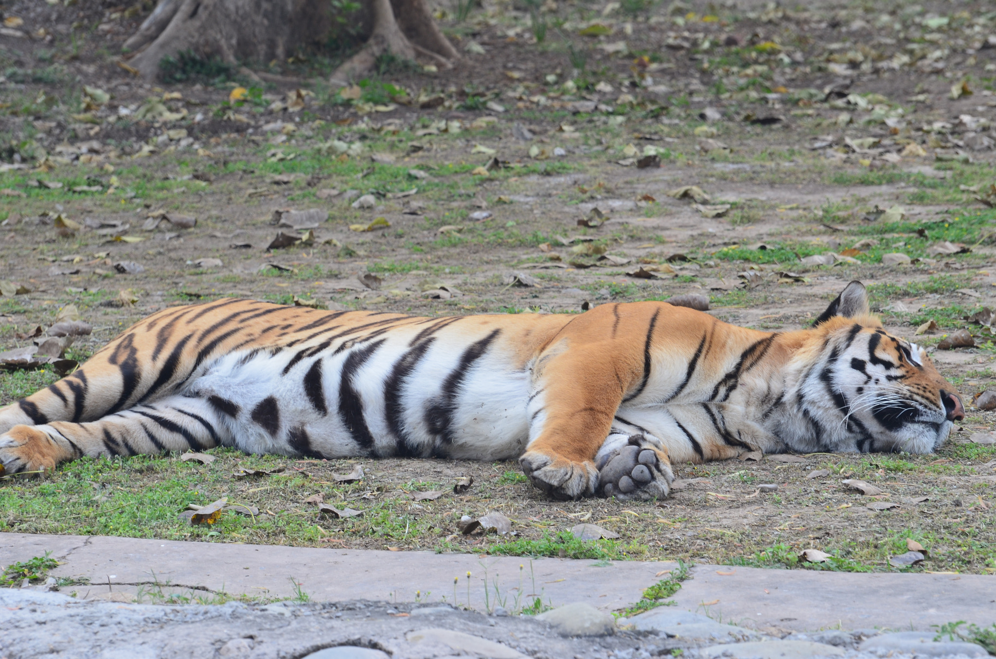 Nikon D5100 sample photo. Majestic royal bengal tiger dsc photography