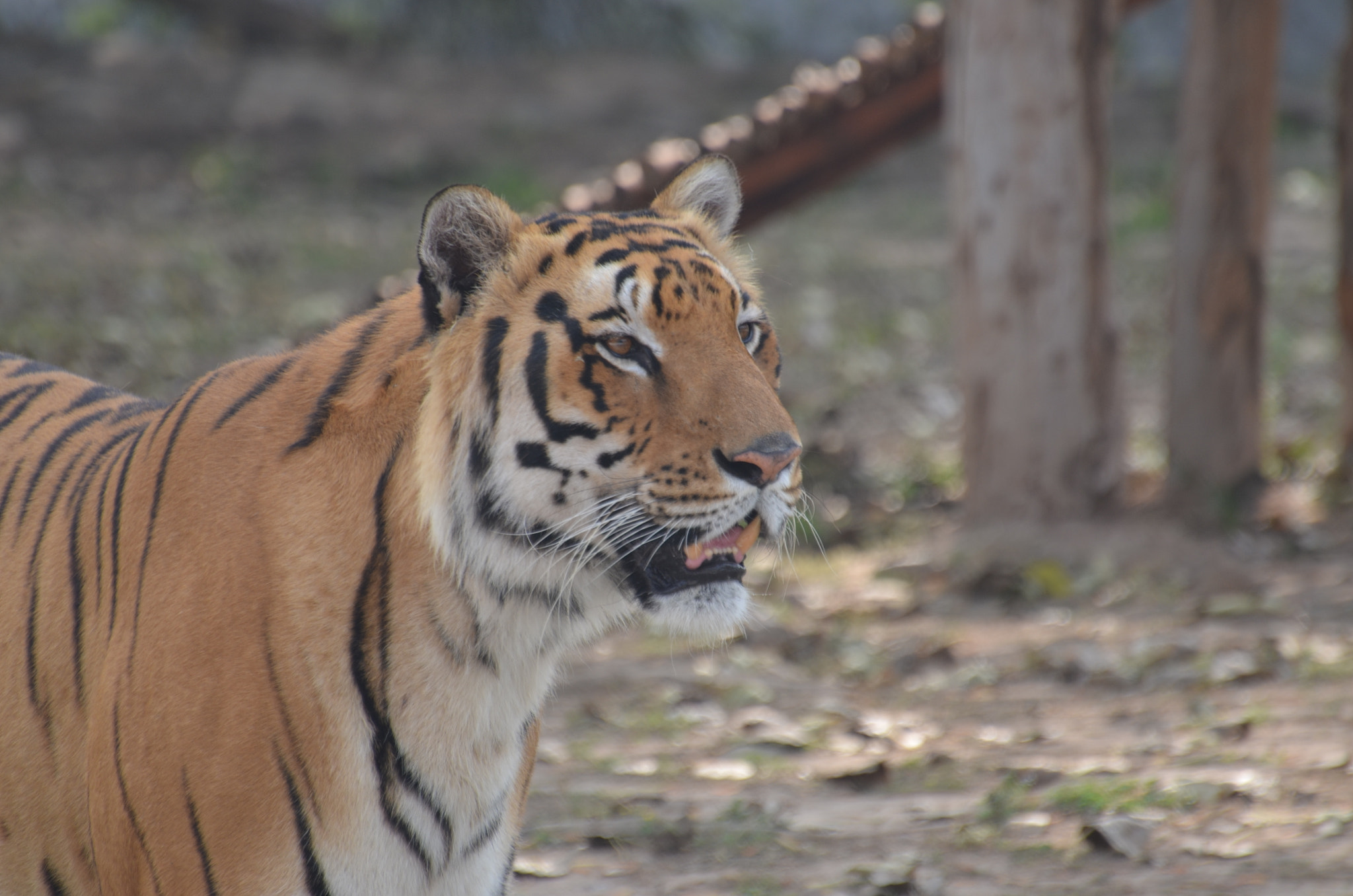 Nikon D5100 sample photo. Majestic royal bengal tiger dsc photography