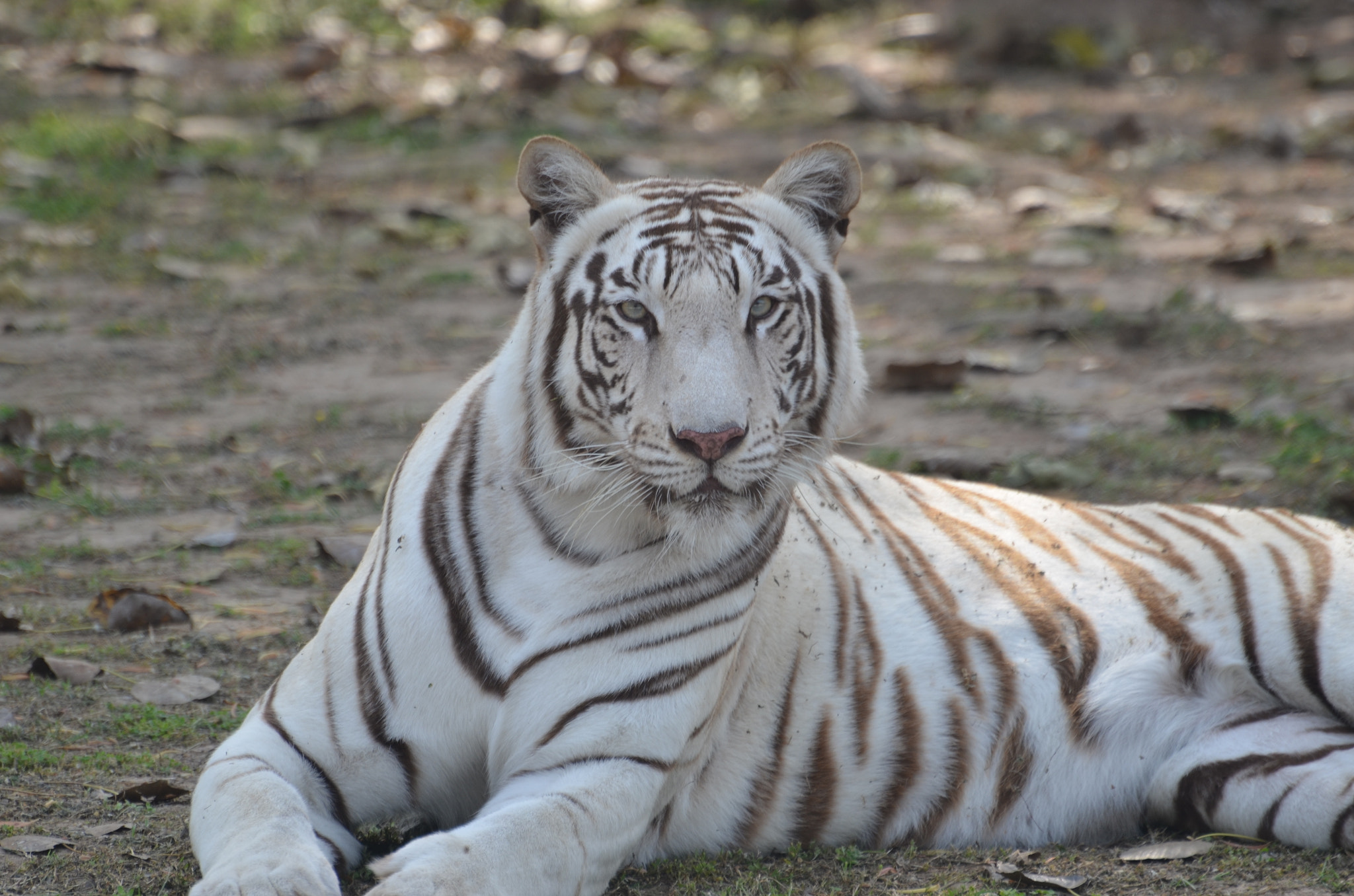 Nikon D5100 sample photo. Majestic royal bengal tiger dsc photography