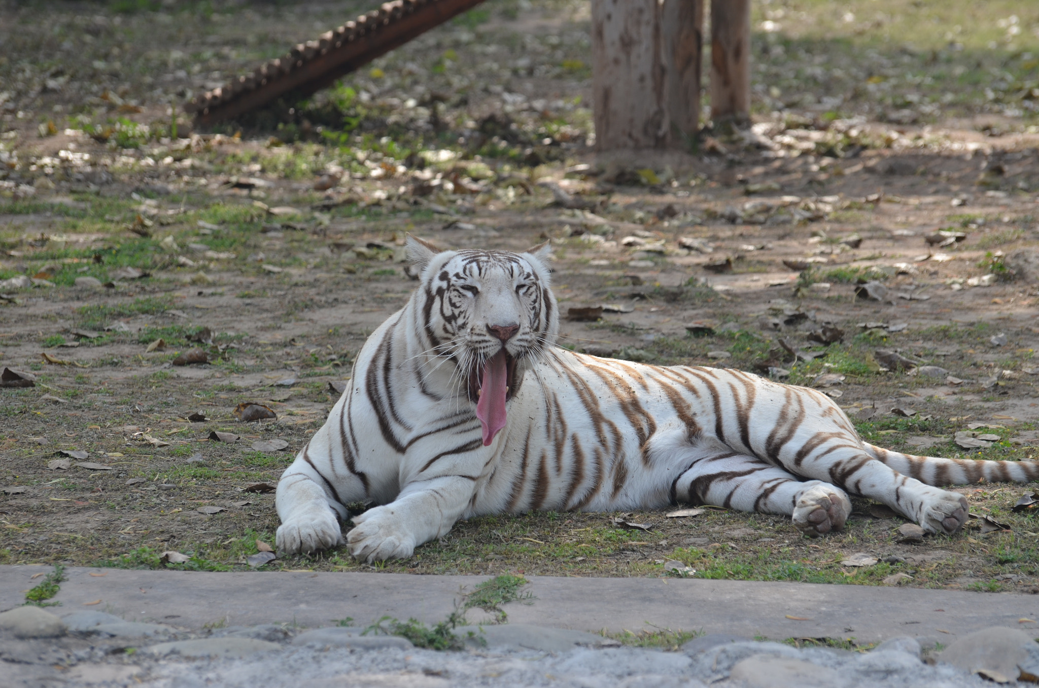 Nikon D5100 sample photo. Majestic royal bengal tiger dsc photography