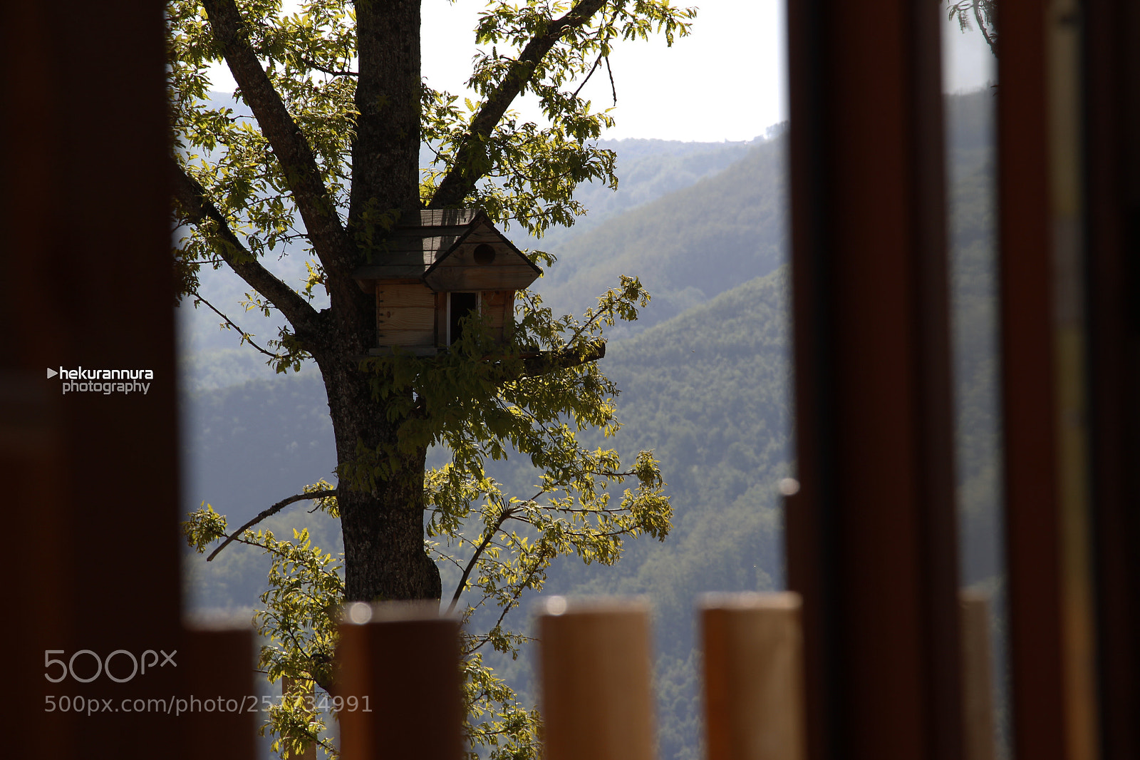 Canon EOS 600D (Rebel EOS T3i / EOS Kiss X5) sample photo. Bird home photography