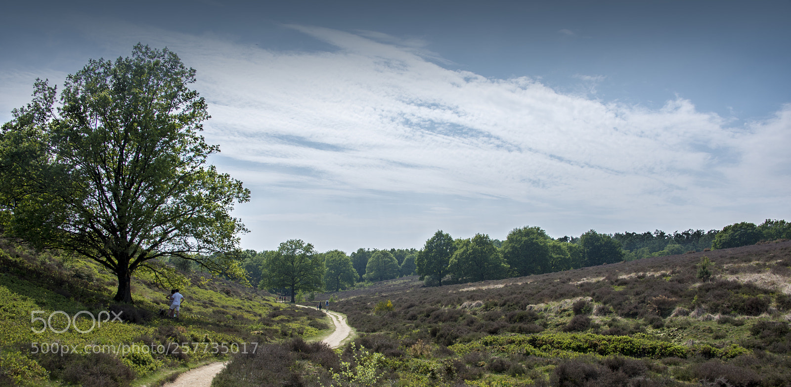 Nikon D750 sample photo. Heathland (posbank, netherlands) photography