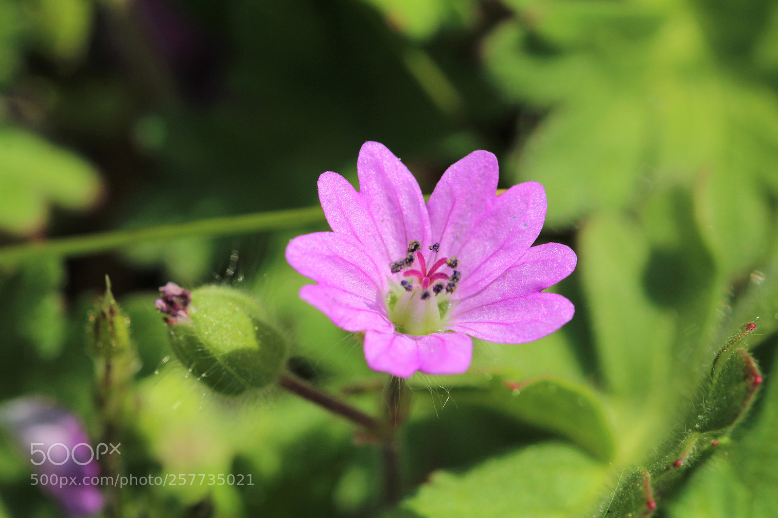 Canon EOS 1200D (EOS Rebel T5 / EOS Kiss X70 / EOS Hi) sample photo. Nature photography