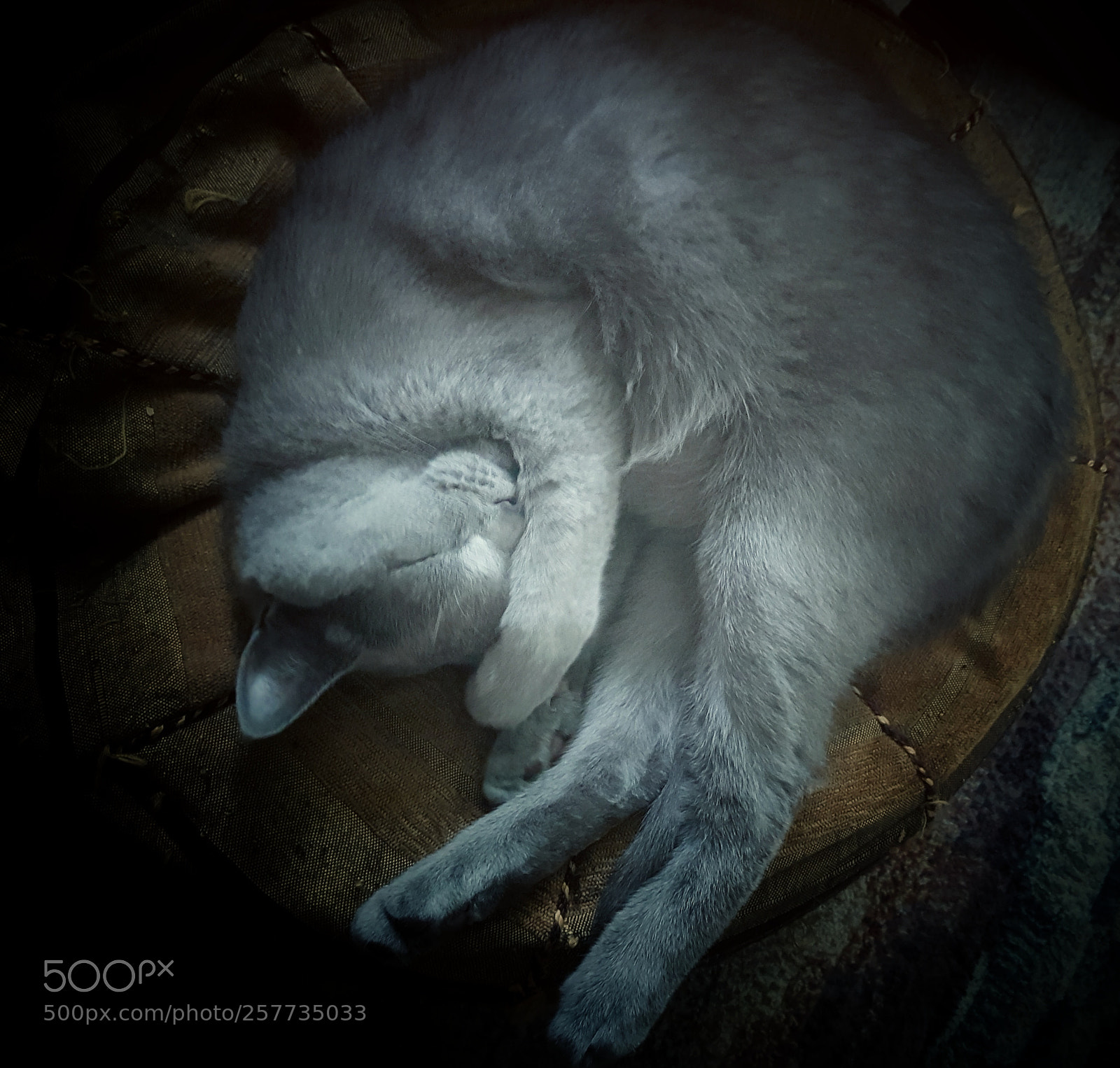 Samsung Galaxy S7 sample photo. Yoga cat 1 photography