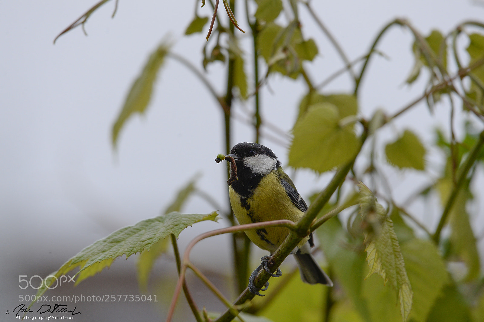 Nikon D4 sample photo. Source of proteins and photography