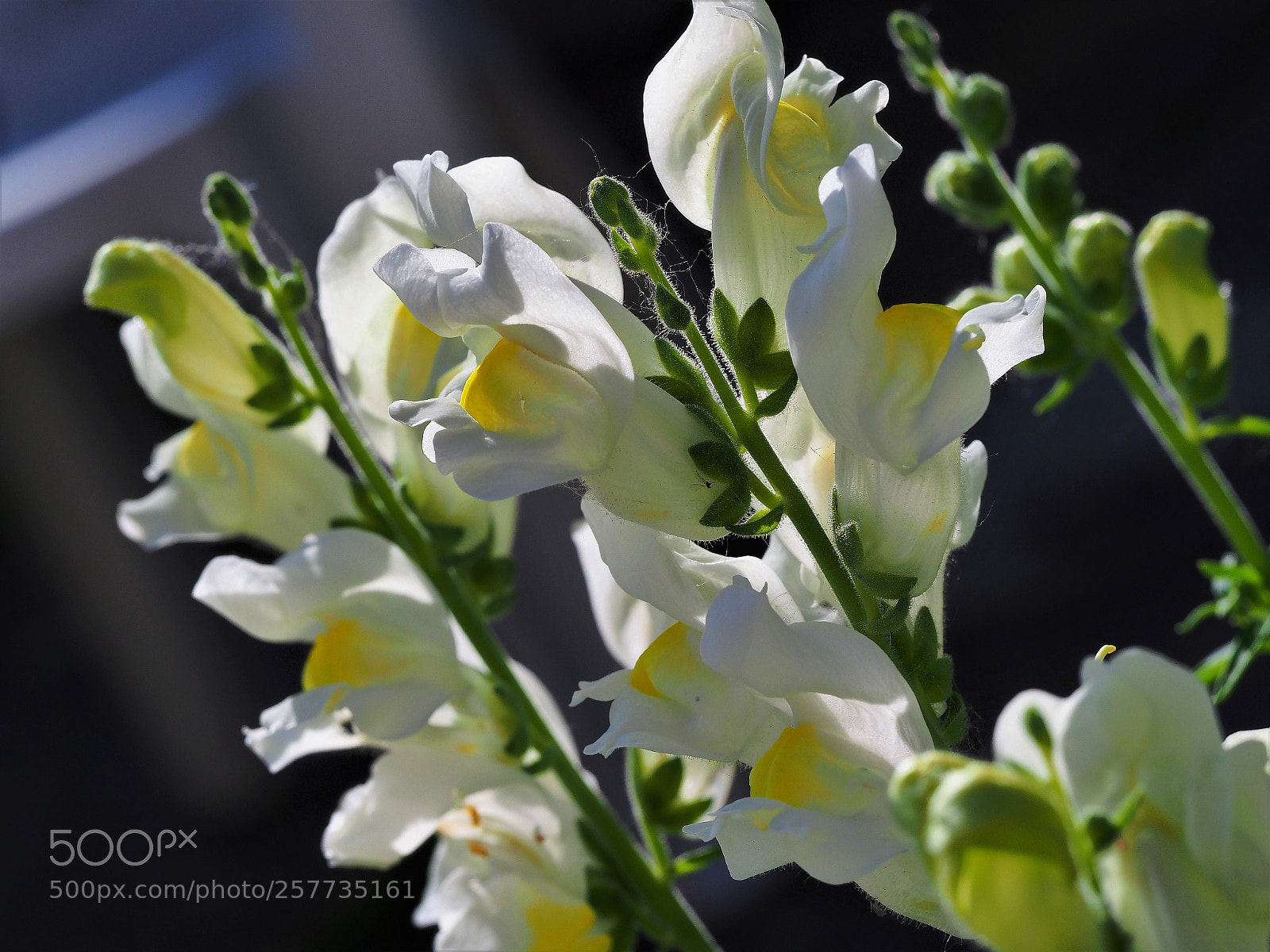 Olympus OM-D E-M1 Mark II sample photo. Springsun photography