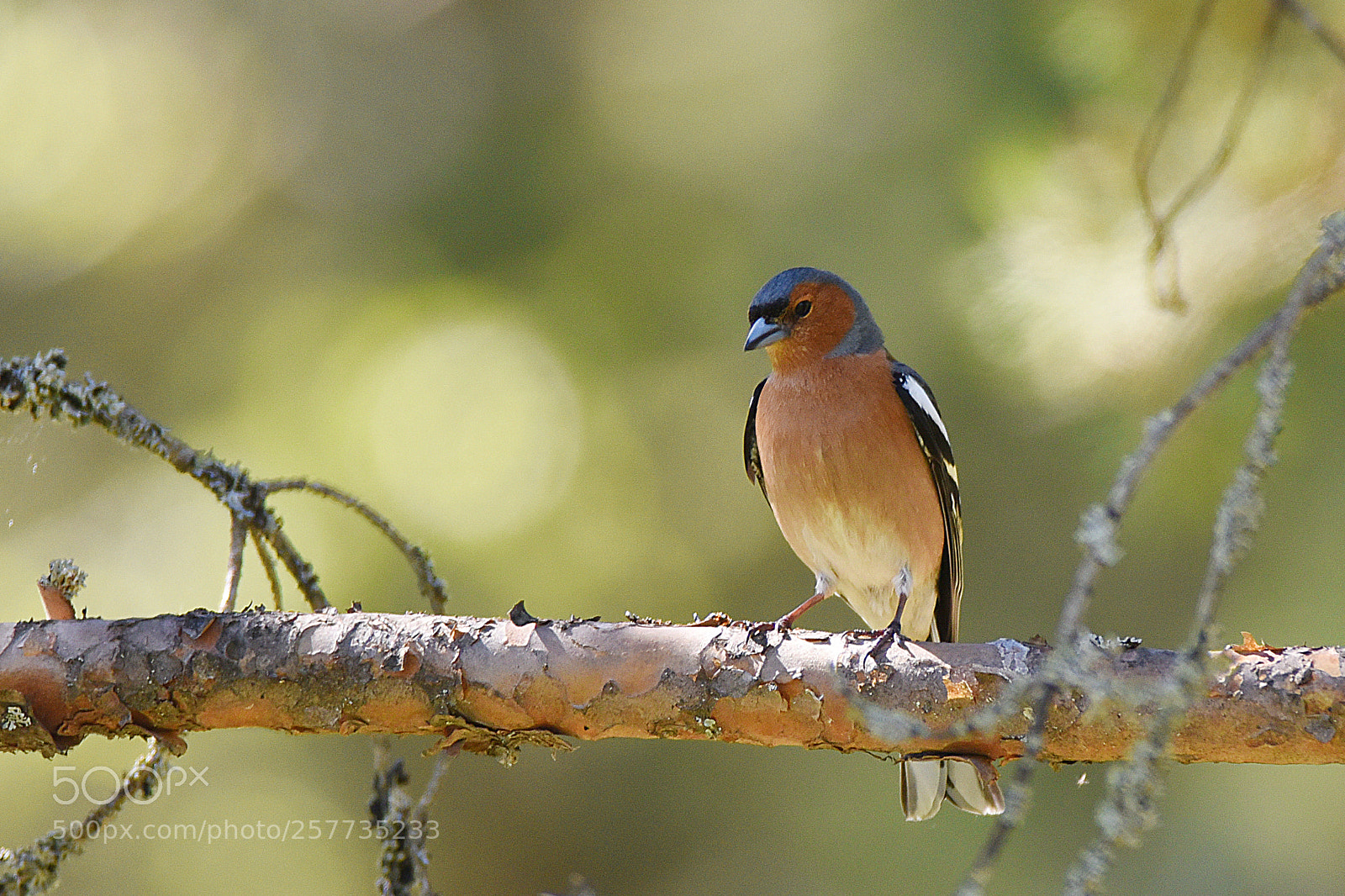 Nikon D750 sample photo. Common chaffinch male photography